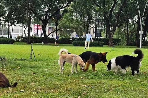 Làm rõ quy định về rọ mõm và xích giữ chó khi ra nơi công cộng