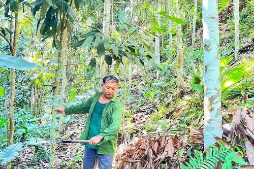 Thái Nguyên nâng cao hiệu quả kinh tế rừng trồng