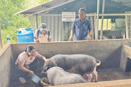 Tuần hoàn xanh - Nâng cao khả năng phục hồi khí hậu trên đất đại ngàn