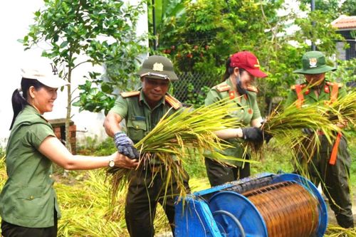 Công an xã Chiên Đàn giúp dân thu hoạch lúa bị ngã đổ