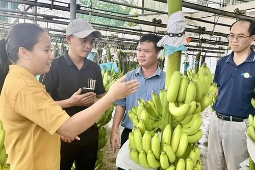 Nâng giá trị nông sản Việt trong 'giỏ thực phẩm' toàn cầu: Chuẩn hóa vùng nguyên liệu tập trung