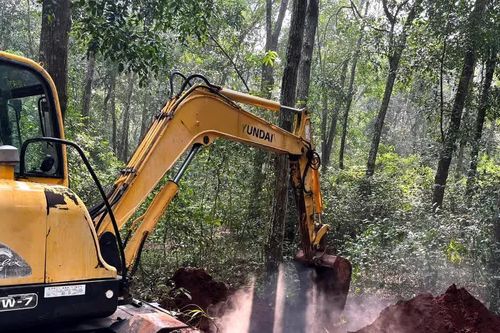 Xã Xuân Sơn tiêu hủy đàn heo nhiễm dịch tả heo Châu Phi