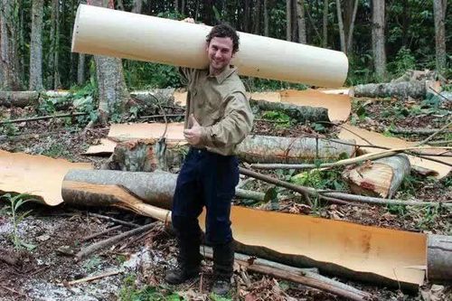Loài cây cao tới 30 m nhưng tạo ra loại gỗ nhẹ như bọt biển
