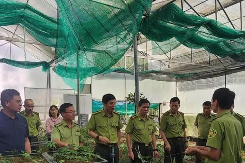 Ban Quản lý Khu bảo tồn thiên nhiên Mường La phát huy giá trị đa dụng của rừng