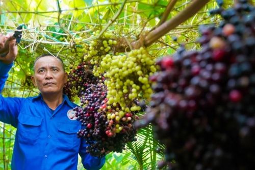 Có vườn nho rừng lúc lỉu quả, U60 miền Tây mời khách đến tham quan miễn phí