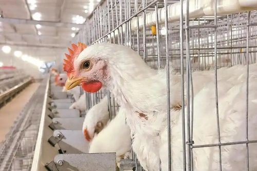 Hé lộ bí mật đằng sau loại gà Trung Quốc 35-45 ngày đạt 2,5kg, giá 'rẻ như cho'