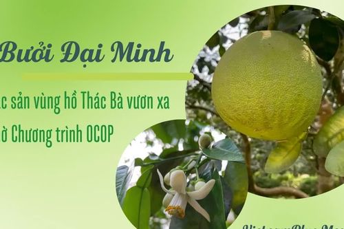 Bưởi Đại Minh - đặc sản vùng hồ Thác Bà vươn xa nhờ Chương trình OCOP