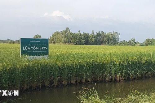 Cà Mau số hóa sản xuất lúa-tôm, thúc đẩy liên kết chuỗi giá trị