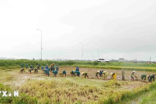 Lực lượng vũ trang Hà Tĩnh xuống đồng giúp dân cứu lúa sau đợt mưa lớn