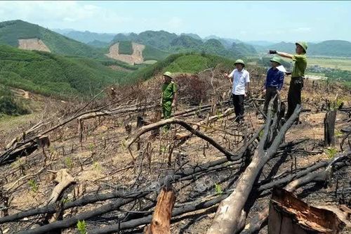 Sai lệch hồ sơ rừng Quảng Trị: Rà soát tổng thể, bóc tách rừng tự nhiên