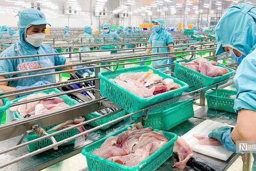 Xuất khẩu cá tra sang Anh tăng 23%, nhu cầu thực phẩm tiện lợi mở thêm dư địa
