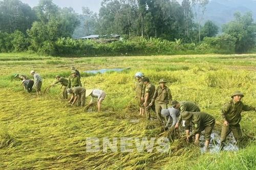 Mưa lớn cận kề, cán bộ, chiến sĩ xuống đồng gặt lúa cùng dân