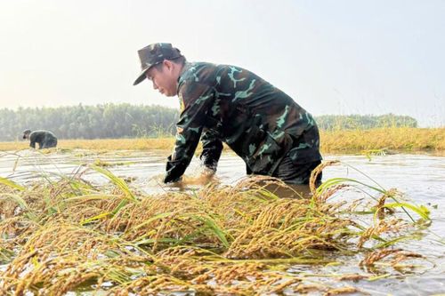 Tây Ninh chủ động bảo vệ hơn 51.000 ha lúa trước nguy cơ lũ