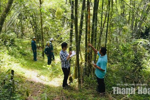Na Mèo giữ rừng gắn với nâng tầm giá trị luồng, vầu