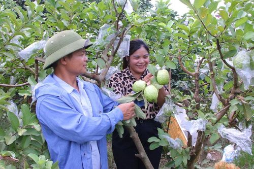 Bắc Ninh: Mùa quả ngọt sau mưa bão