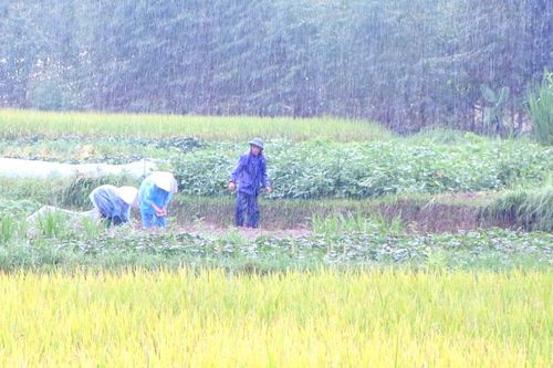 Bắc Ninh: Các đơn vị, địa phương chủ động tiêu úng, bảo vệ sản xuất trước mưa lớn kéo dài