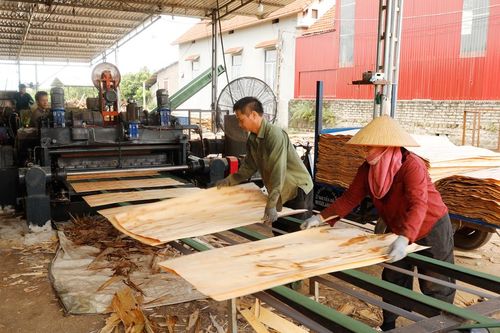 Bắc Ninh: Giá gỗ rừng trồng tăng, người trồng rừng thu lãi cao