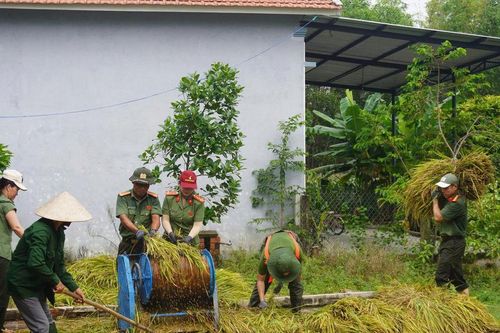 Công an xã Chiên Đàn giúp dân thu hoạch lúa đổ ngã do mưa lớn