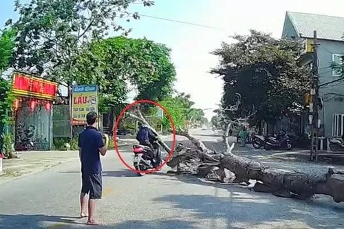 Thông tin mới nhất vụ cưa cây làm chết người: Gia đình nạn nhân mong giảm nhẹ hình phạt