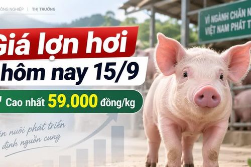 Giá lợn hơi hôm nay 15/9: 34 địa phương đồng loạt giữ giá