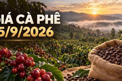 Giá cà phê hôm nay 15/9/2026 đi ngang, thị trường chờ tín hiệu mới