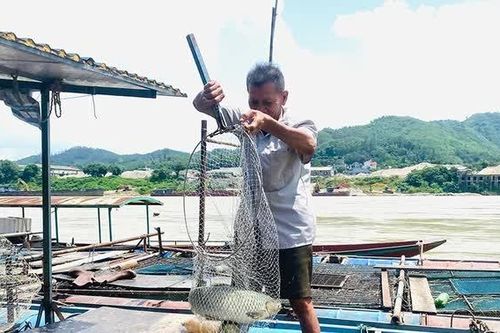 Những “lão ngư” cuối cùng trên sông