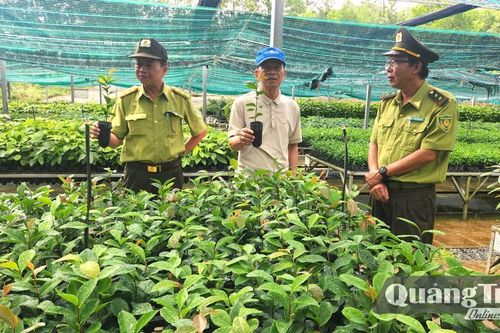 Công nhận thêm 7 nguồn giống lâm nghiệp năng suất cao
