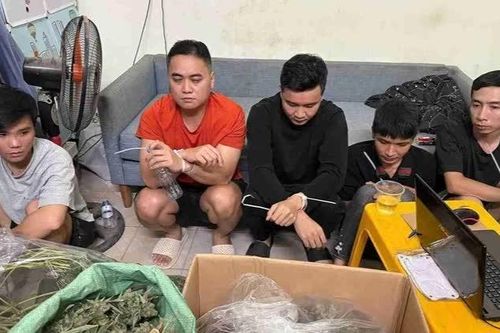 Nhóm đối tượng trồng, mua bán trái phép gần 74 kg cần sa tại Hưng Yên