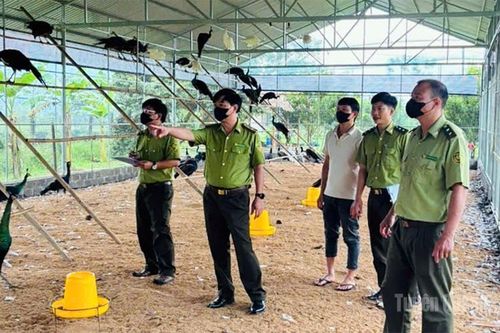 Bảo vệ động vật hoang dã