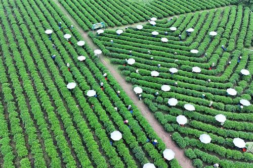 Nâng giá trị chè Thái Nguyên trên thị trường quốc tế