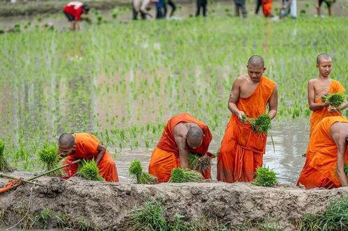 Chư Tăng và đồng bào Khmer cấy mạ 'thí công' tại chùa Rô (An Giang)