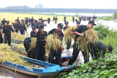 Chiến sĩ cảnh sát cơ động hỗ trợ người dân Tây Ninh gặt lúa chạy lũ