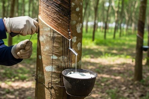 Ngày 15/9: Giá cao su trên sàn SHFE và SGX chìm trong sắc đỏ