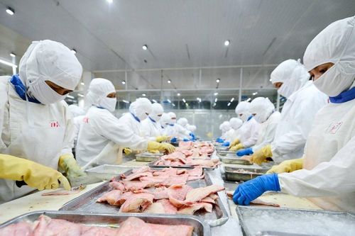 Chịu sức ép kép, xuất khẩu cá tra sang Hoa Kỳ giảm trên 50%