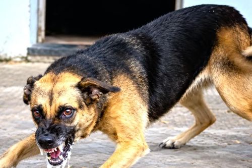 Hai trẻ nhỏ ở Lâm Đồng bị chó dại cắn