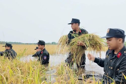Cảnh sát cơ động dầm mình trong lũ cứu lúa giúp dân