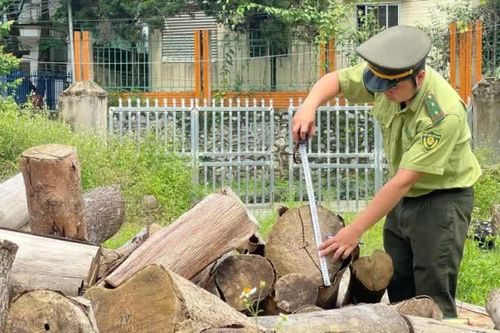 Toàn tỉnh phát hiện và xử lý 114 vụ vi phạm Luật Lâm nghiệp