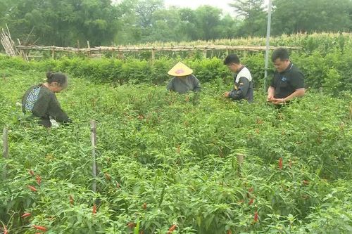 Mã số vùng trồng - 'Tấm thẻ căn cước' định vị giá trị nông sản
