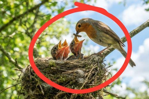 Vì sao tổ chim thường hướng lên trời? Chúng không sợ mưa bão hay sao?