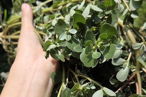 Ngày bé mọc đầy góc vườn chẳng ai để ý, còn bị nhổ bỏ như cỏ dại, loại rau này nay thành hàng 'hiếm', dân sành ăn săn tìm