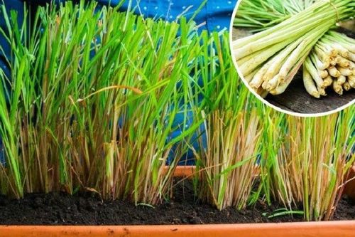 Cách trồng cây sả trong chậu để đẻ nhiều nhánh, trồng 1 lần thu hái nhiều năm