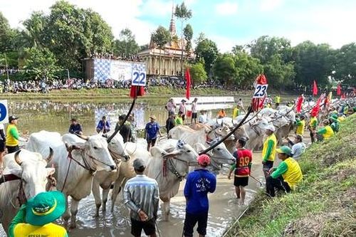 Lễ hội đua bò Bảy Núi - di sản văn hóa sống động của vùng đất An Giang
