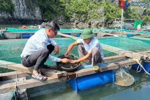 Quảng Ninh đề xuất mở rộng không gian nuôi trồng thủy sản biển lên gần 140.000 ha.