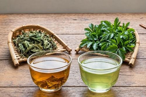Nước lá đinh lăng tươi hay khô tốt hơn?