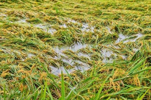 Nông dân 'chạy đua' sấy lúa giữa những ngày mưa lớn