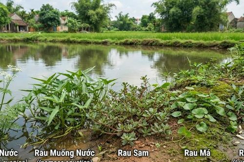 5 loại rau dân dã mọc ở bờ ao, bờ ruộng hỗ trợ kiểm soát huyết áp