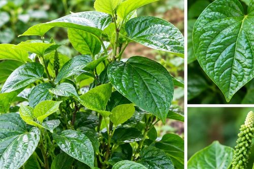 Những tác dụng tiềm năng của lá lốt