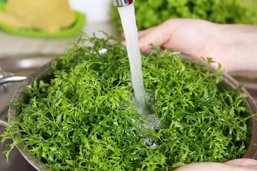 5 nhóm người có thể bổ sung lá đinh lăng vào chế độ ăn