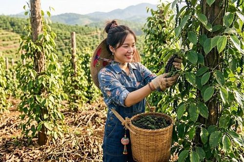 Giá tiêu hôm nay 16.9 chưa biến động, thị trường chờ lực mua mới