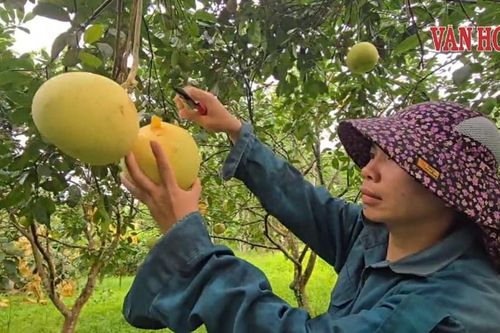 Rộn ràng mùa thu hoạch bưởi Phúc Trạch